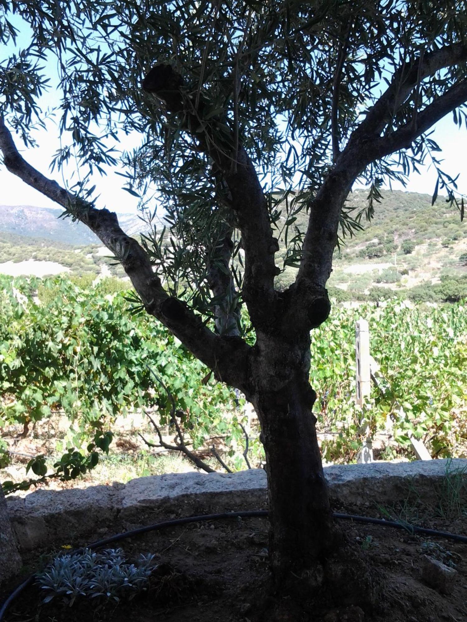 Agriturismo B&B Domo De Resteblas Berchidda Buitenkant foto