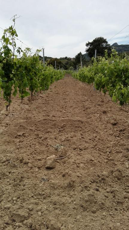 Agriturismo B&B Domo De Resteblas Berchidda Buitenkant foto